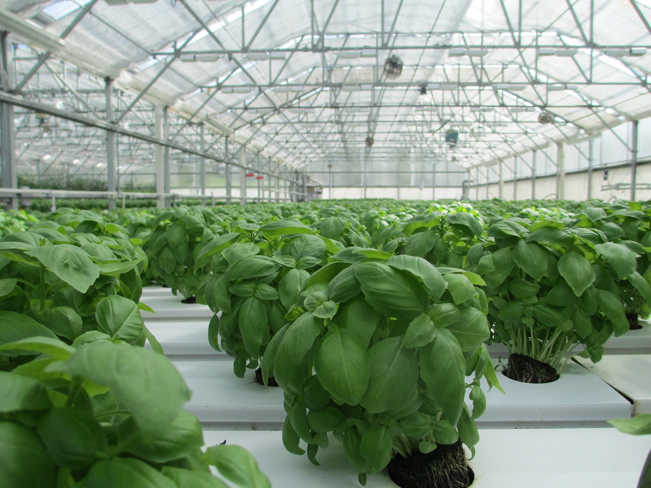 How to Set Up a Greenhouse for Year-Round Gardening